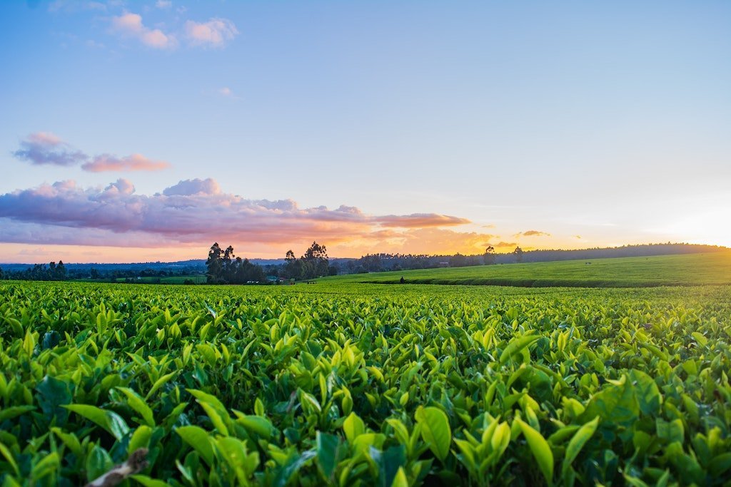 How AI and Machine Learning Are Changing Agriculture